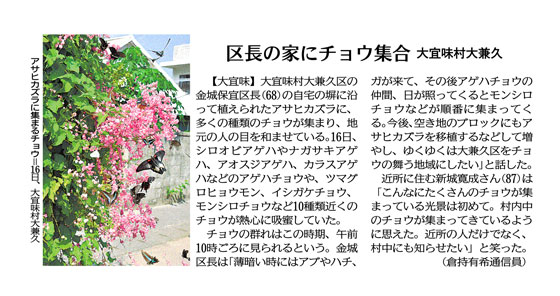 Photo: Butterflies gather on Asahikazura, Mexican creeper
October 16, in Ogane Ward, Ogimi Village