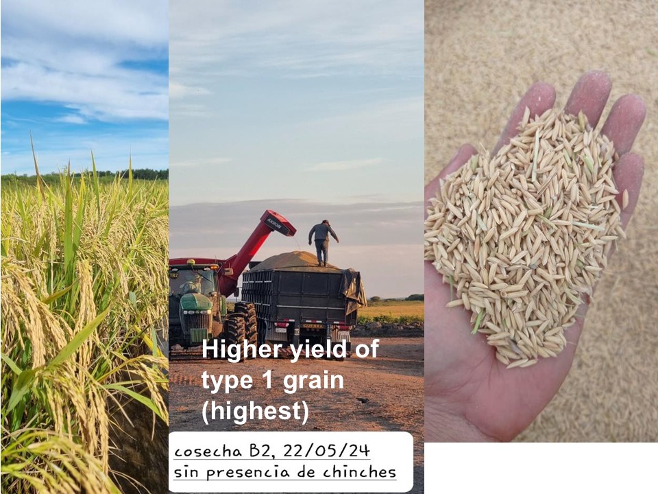 Highest ever yields of Type 1 grains