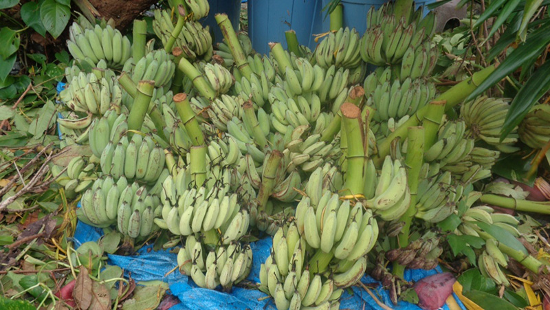 Damaged banana fruit