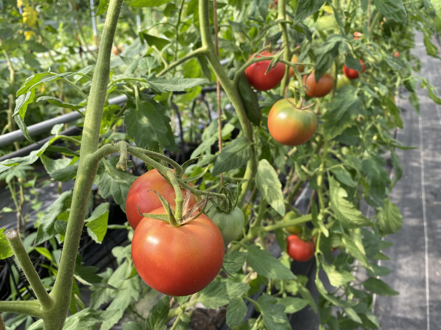 【Case Study】"Amurita Farm: Wellness for Body and Soul Based on a 'Good for All' Philosophy" Updated!