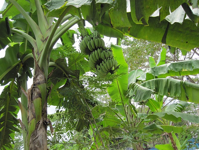 Model of growing bananas and vegetables for sustainable living