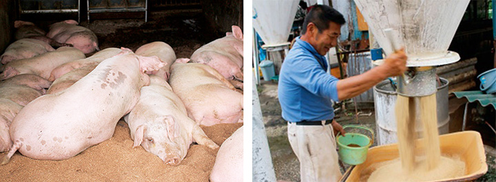 ・Photo on the left: The pigs sleep well in peace and comfort.
・Photo on the right: "you can actually eat the feed. We are trying to raise our pigs on feed that we can eat.", says the owner.