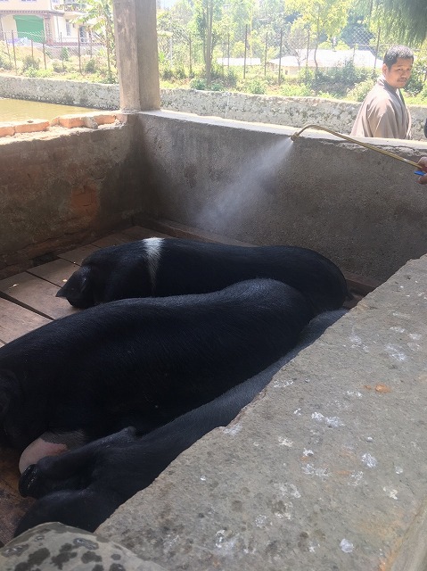 Students also are in charge of growing pigs