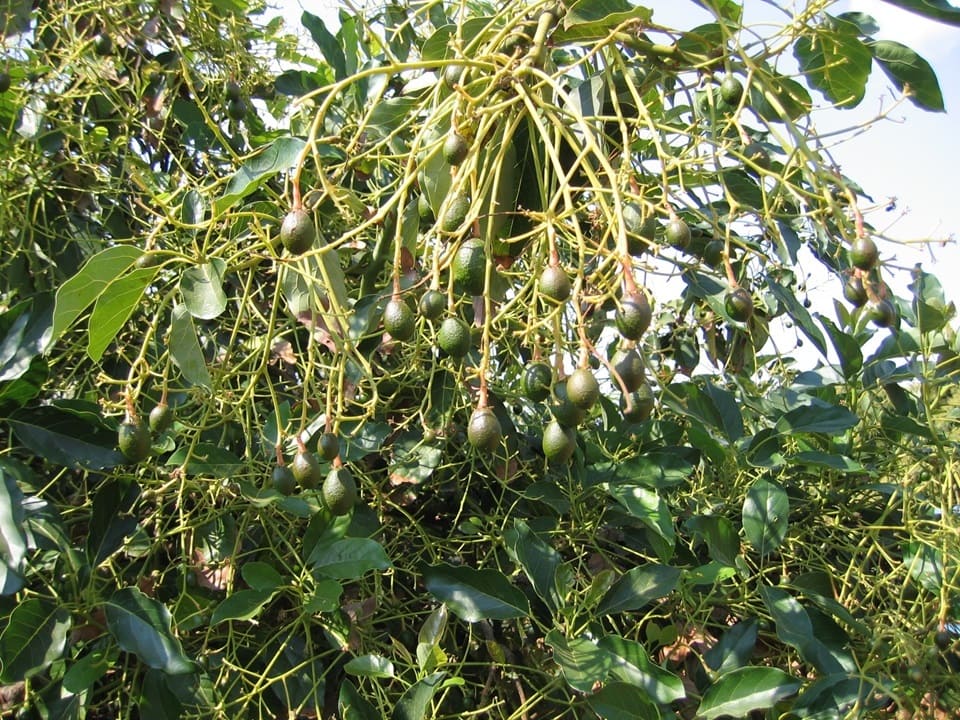 Avocado plants