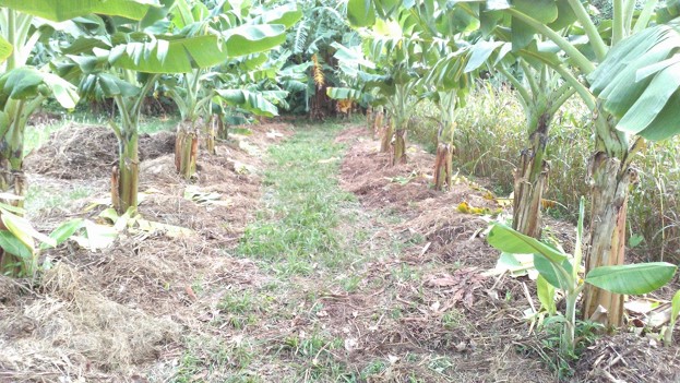 Application of humus in the banana farm