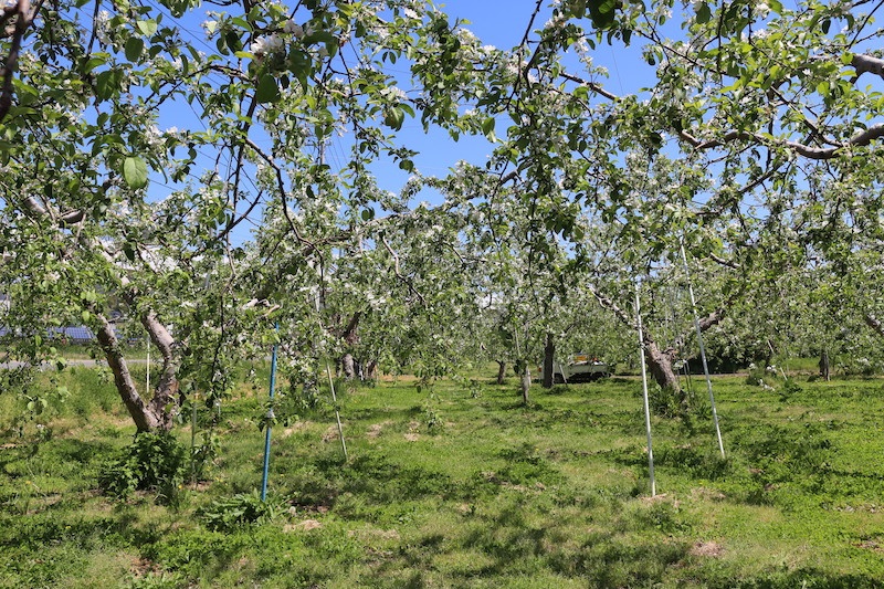 Apple blossoms in 2019