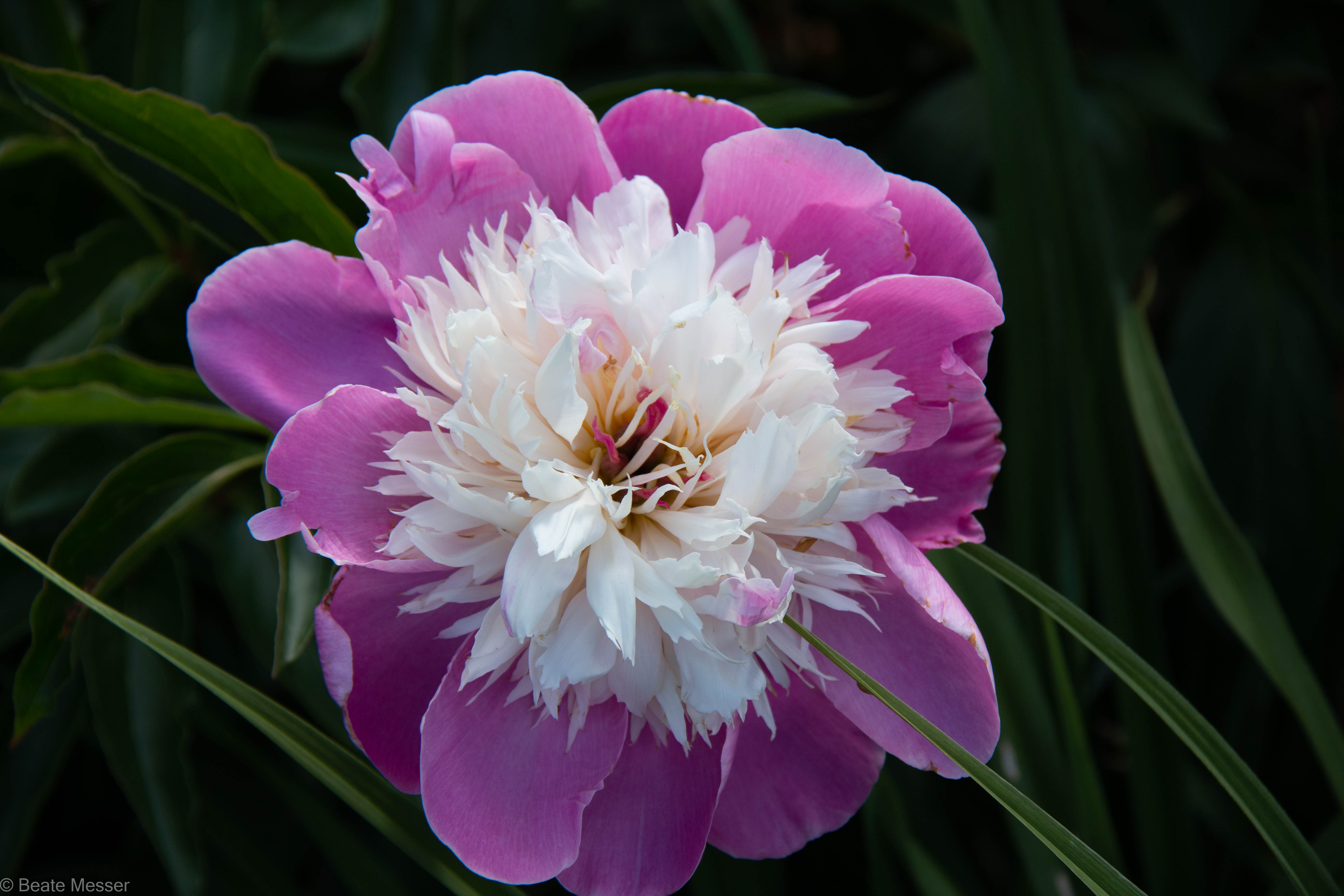 Peonies and Clematis are blooming in the garden