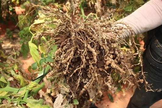 (Photo 2) 
Roots from control area affected and full of nodules