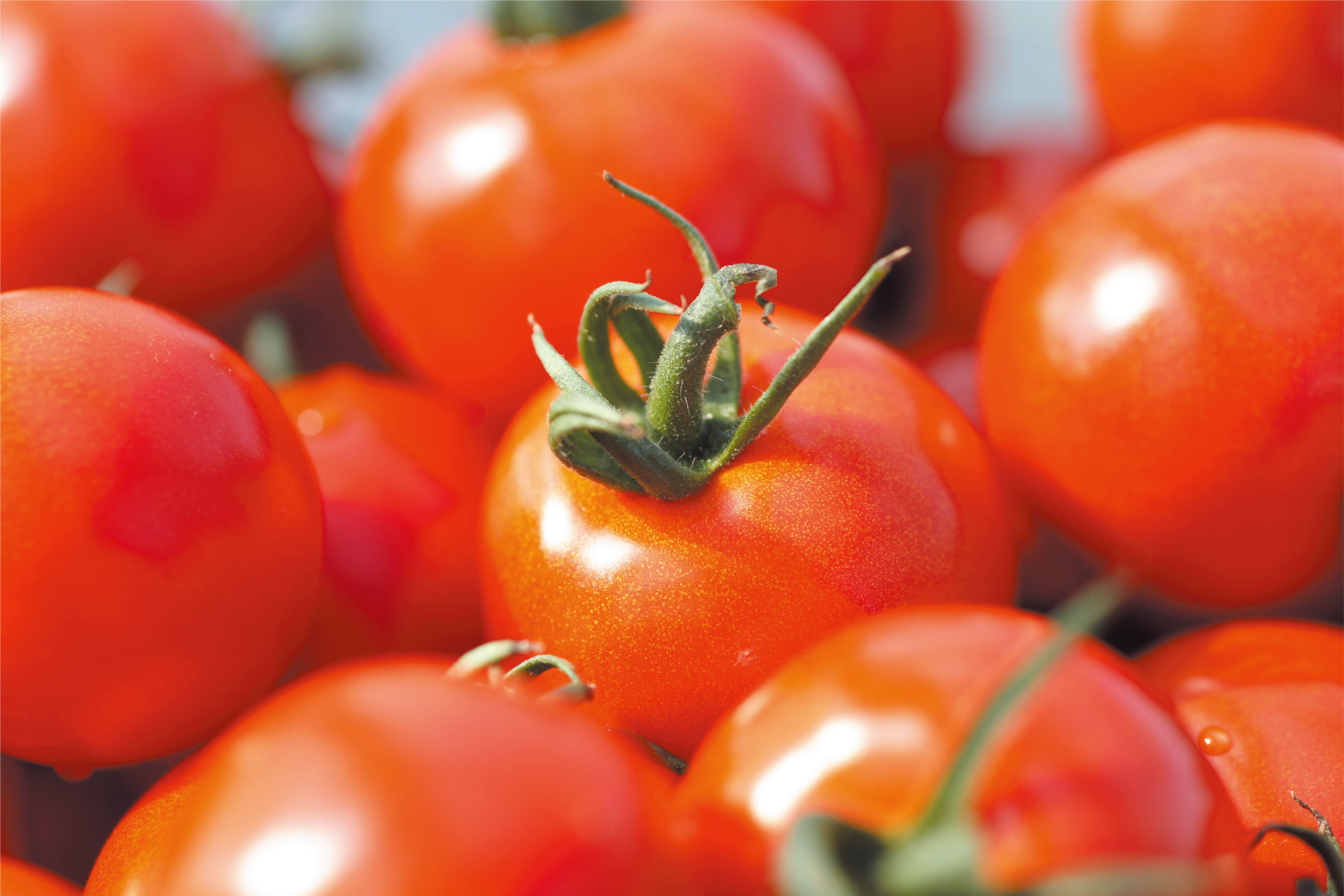 Healthy grown Mini tomatoes