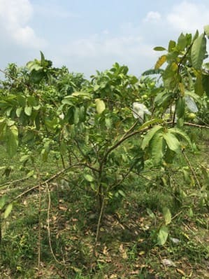 Guava tree WITHOUT EM