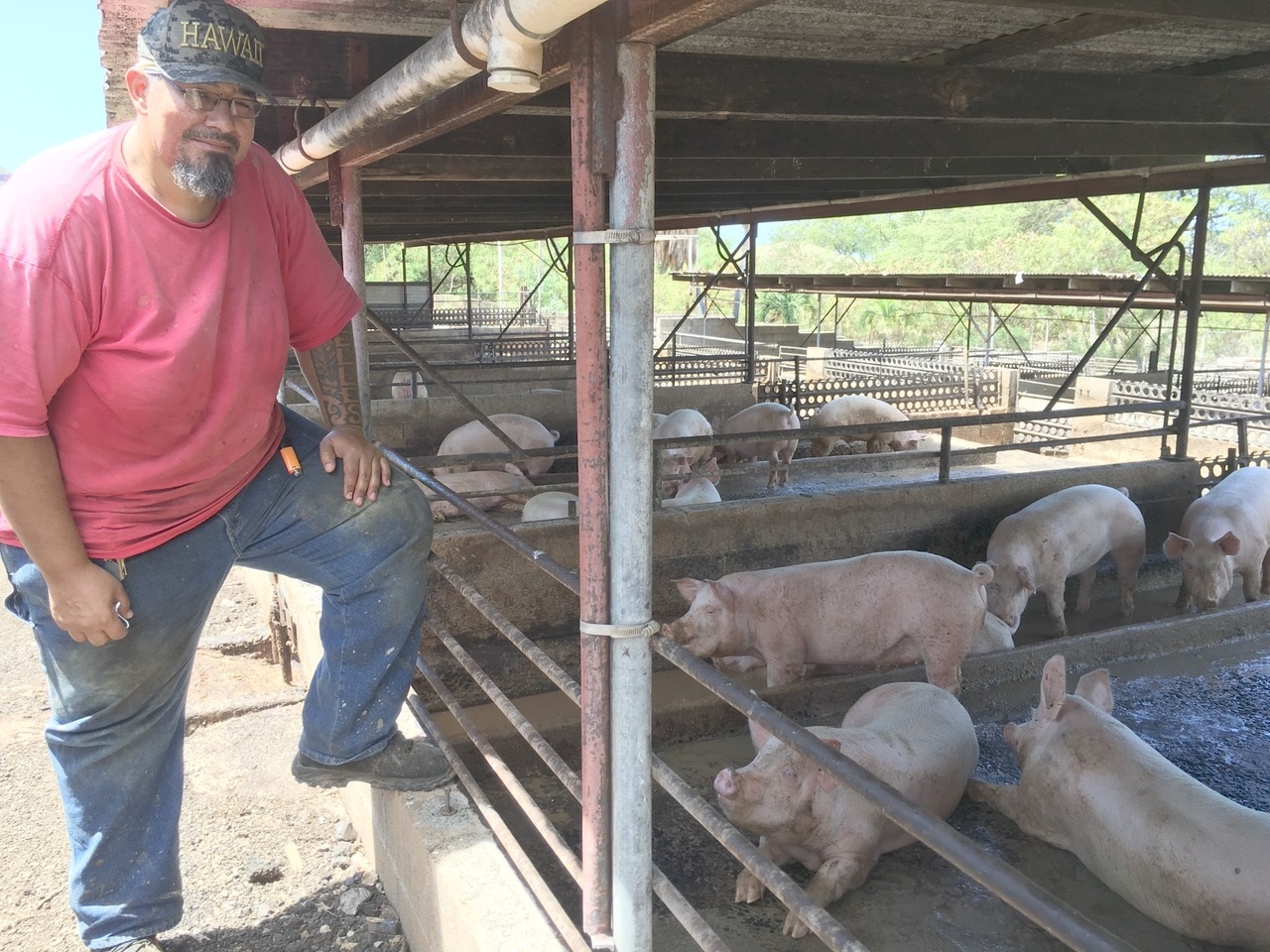 Mr. Elliot Telles, the owner, happy with his healthy pigs 