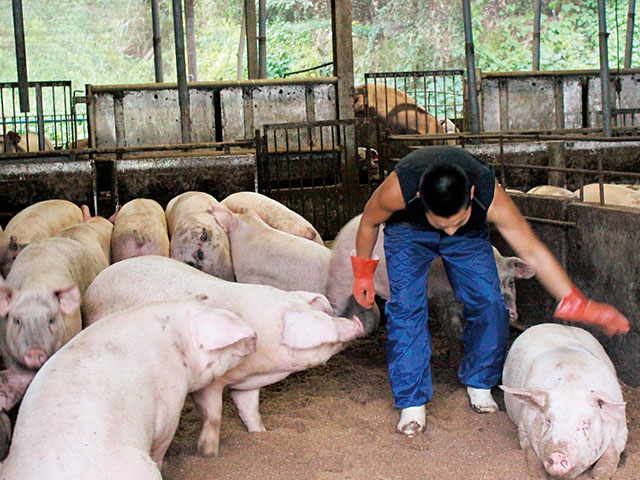 The owner cares for the condition of the pigs, so he checks if they are feeling unwell or are injured.