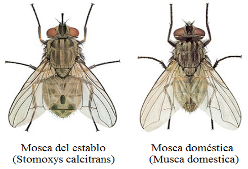 On the left, stable fly; on the right, house fly