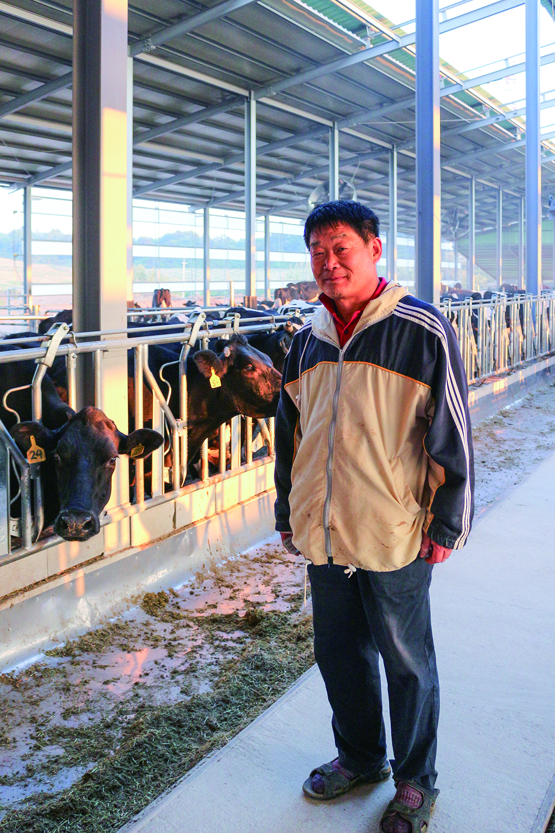 Mr. Fan uses EM to maintain his own health, not just the cows.
