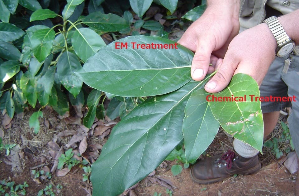 Differences on leaves of EM Treated plants