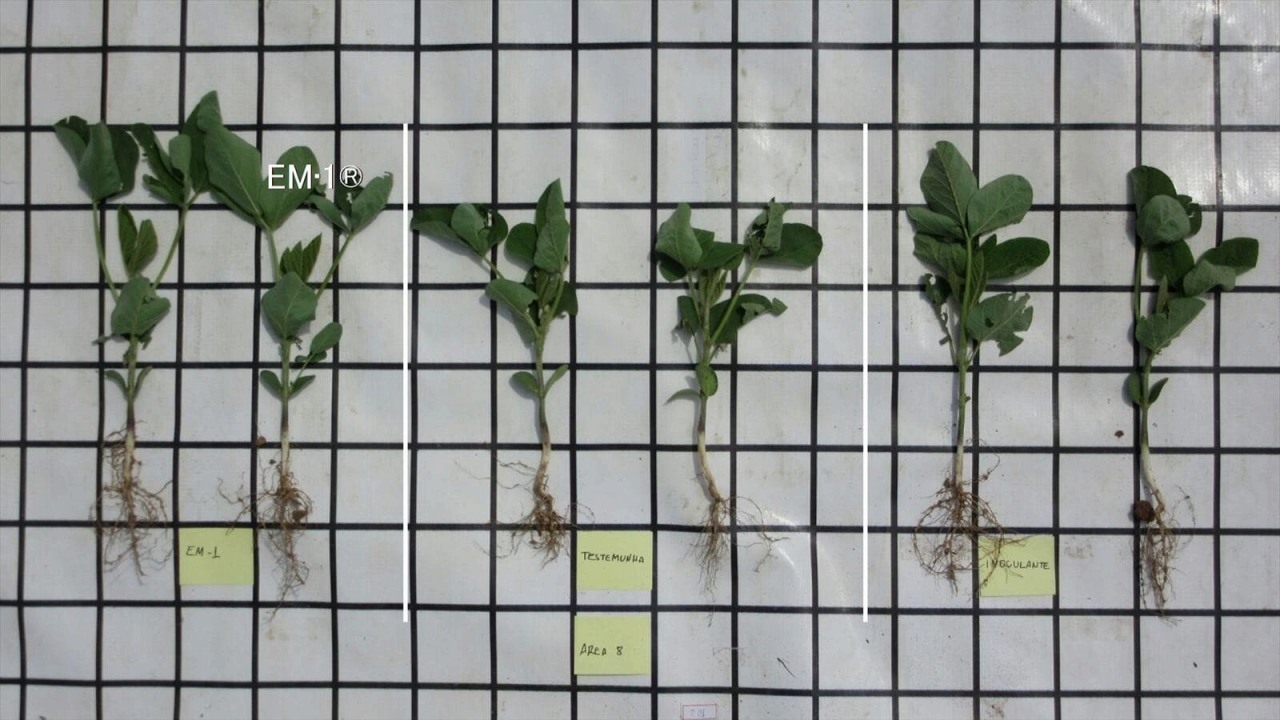 2 seedlings from the left are treated by EM・1. 