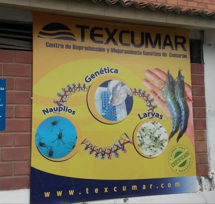 Texcumar shrimp grower company