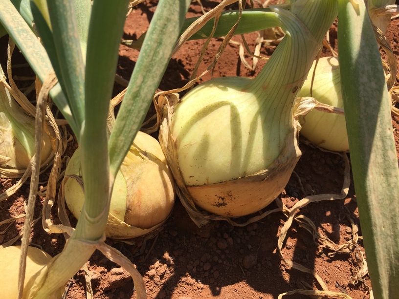 (Photo 5)
Healthy onions grow uniformly at the same size 