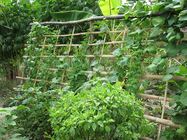 Herbs and vegetables cultivation