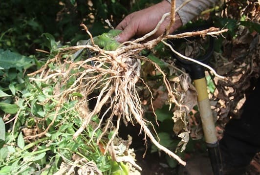 (Photo 3)
Roots from EM area free of disease