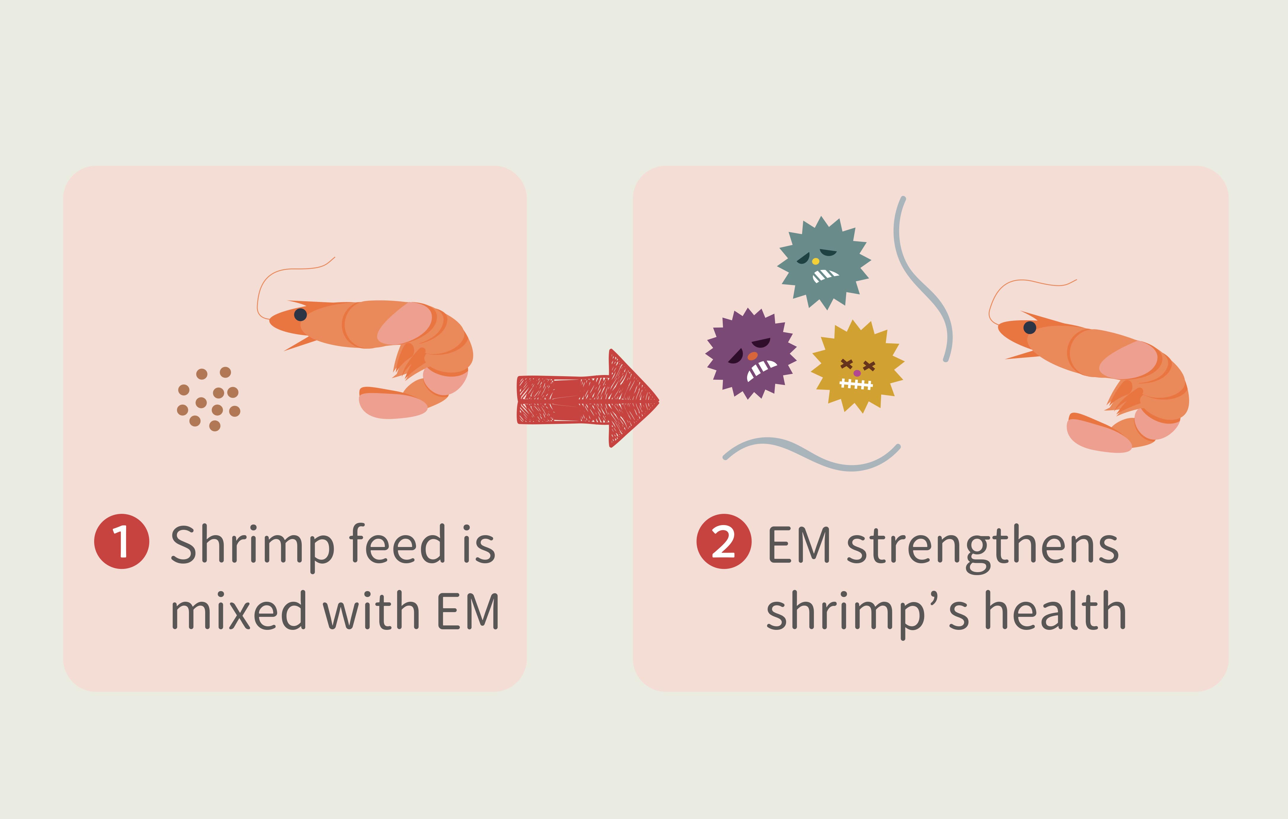 Shrimp feed mixed with EM improves the gut microflora and health 