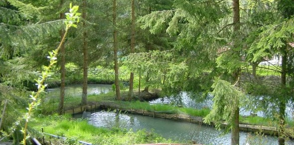 Cultivation ponds in natural environment