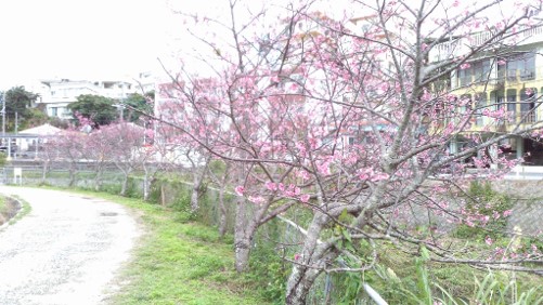 Cherry trees in the village maintained by the local municipality