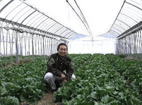Mr. Ishii inside the lettuce greenhouse