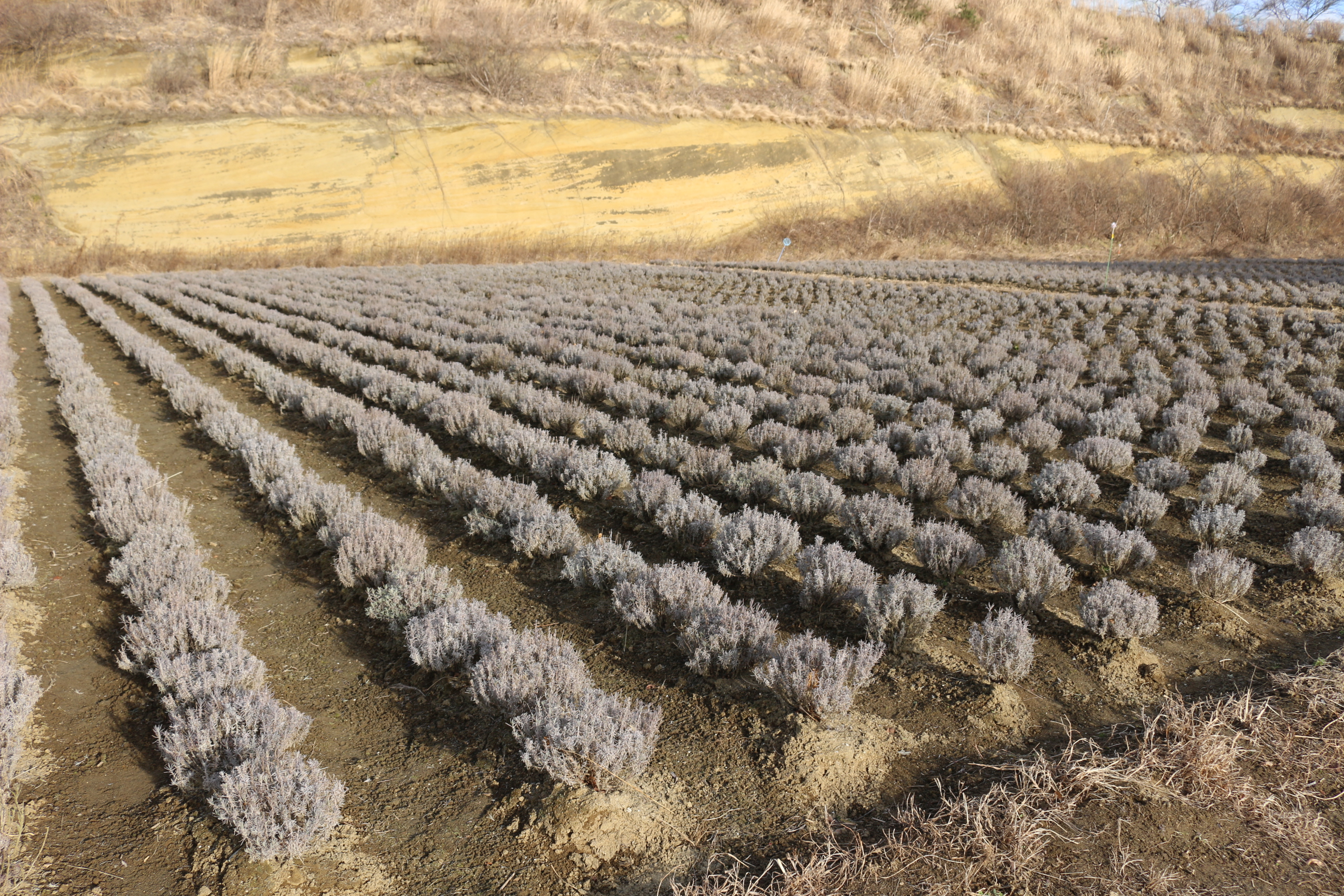 Field of lavender after using EM.
Originally was as the clay soil seen in the back.