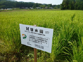EM application on an experimental paddy field in 2012.
