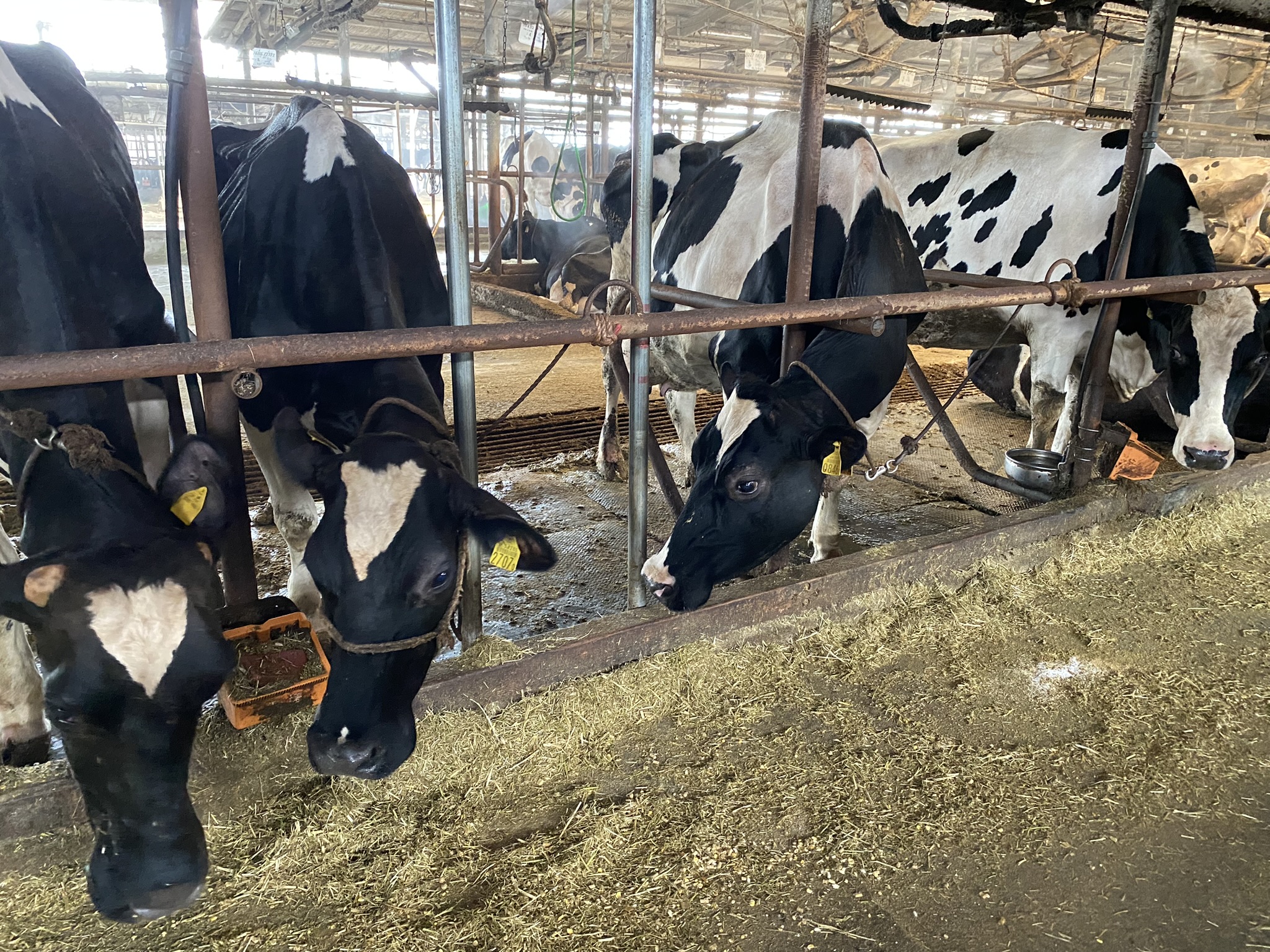 Delicious EM Milk, Less Stress for Cows II