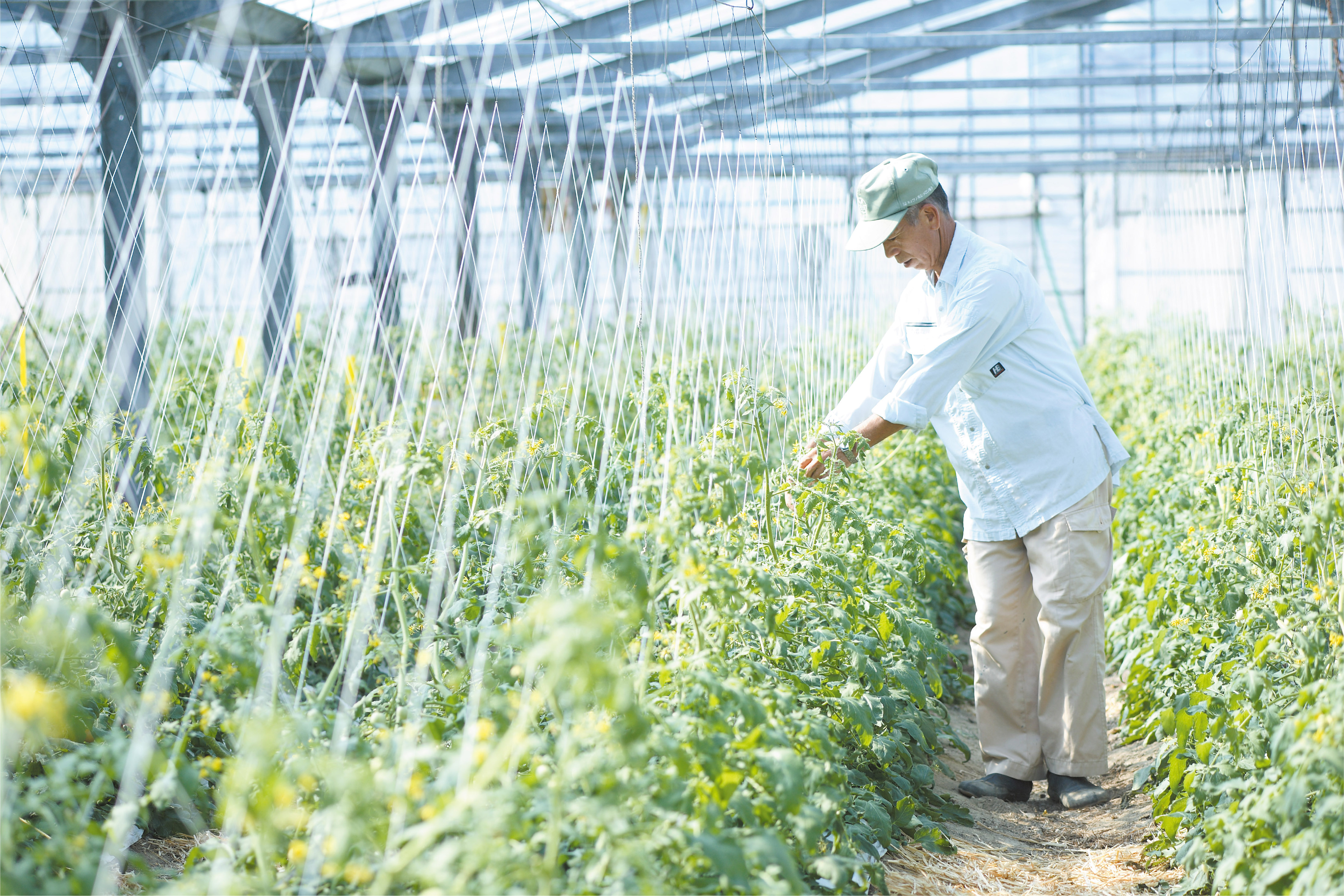 A Cucumber Farm Quickly Recovered After the Nuclear Plant Accident in Fukushima