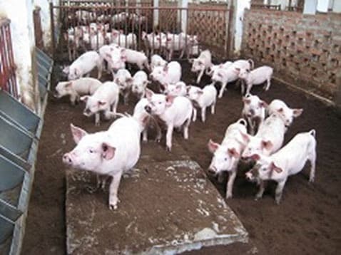 EM Coated Farm
