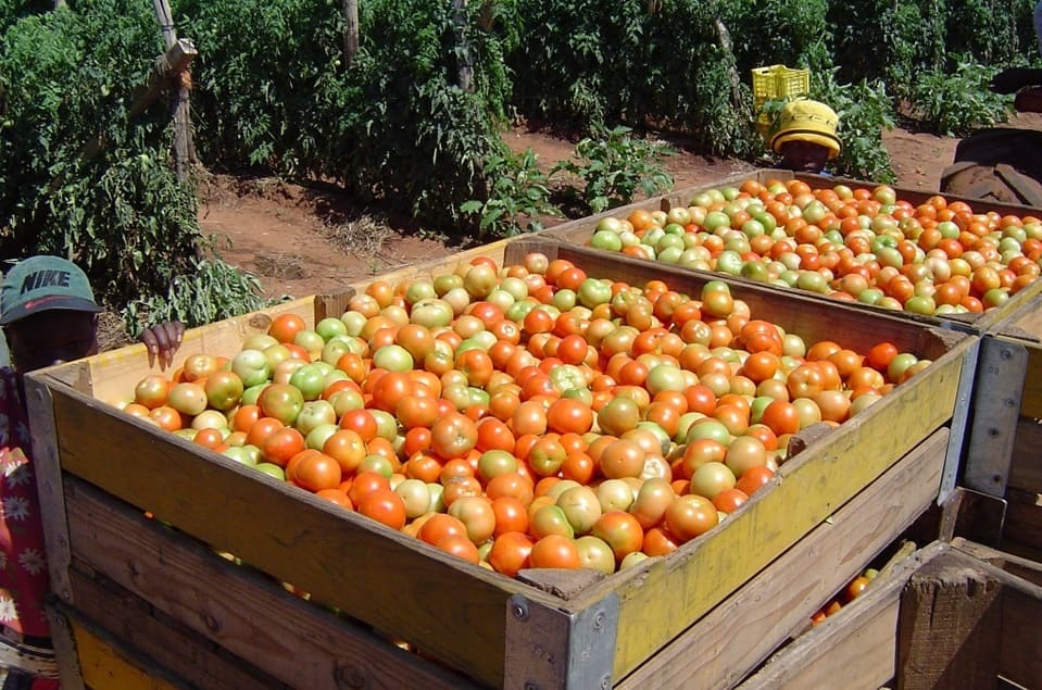 Largest Tomato Grower