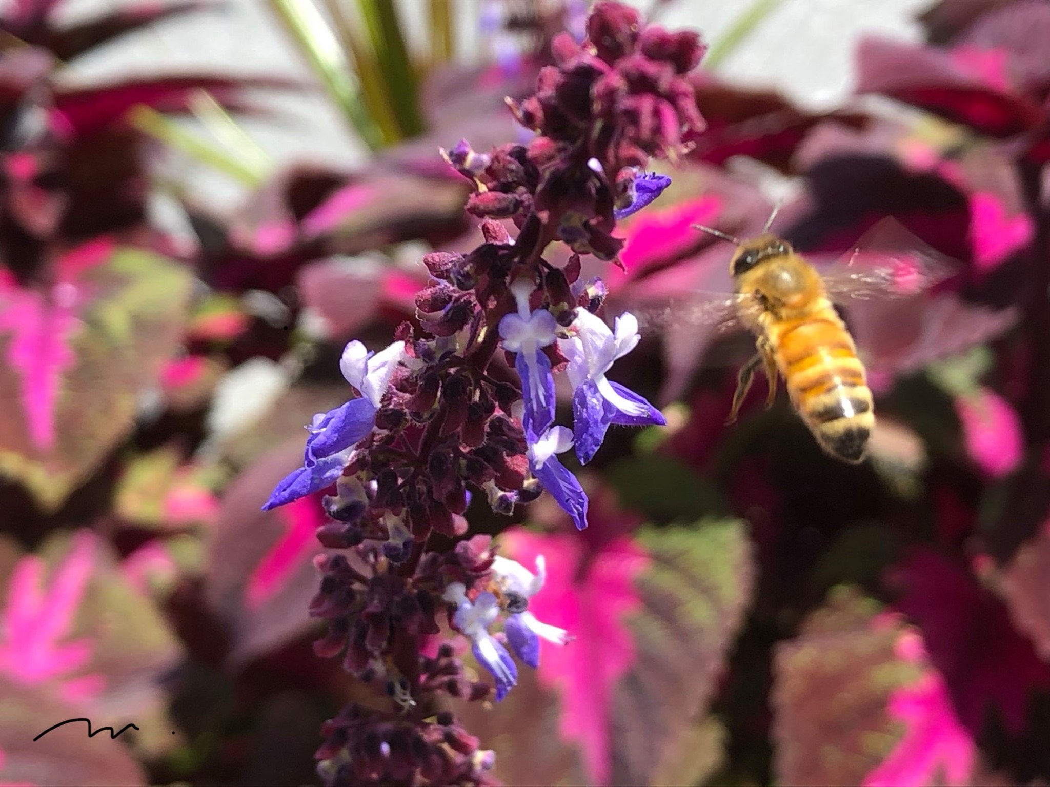 EM helps support honeybees' health