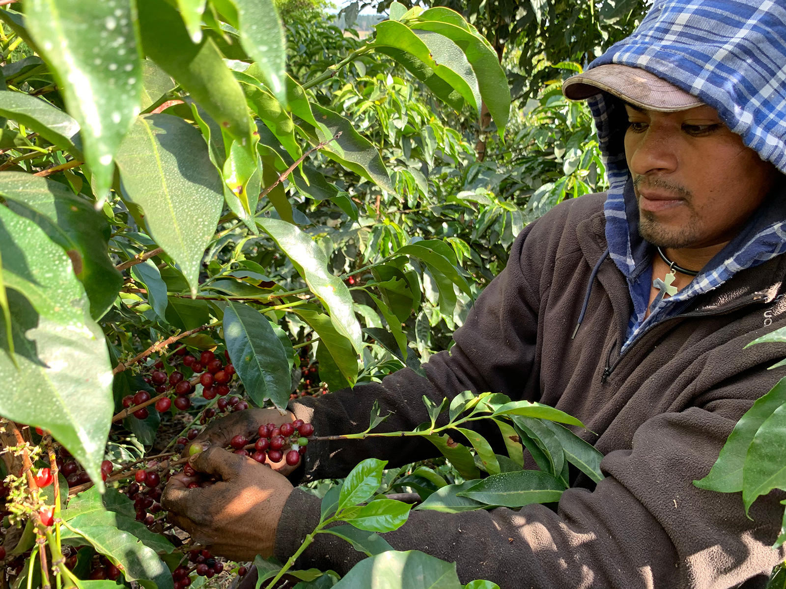 Santa Lucia Coffee Farm: Cultivating Quality and Sustainability