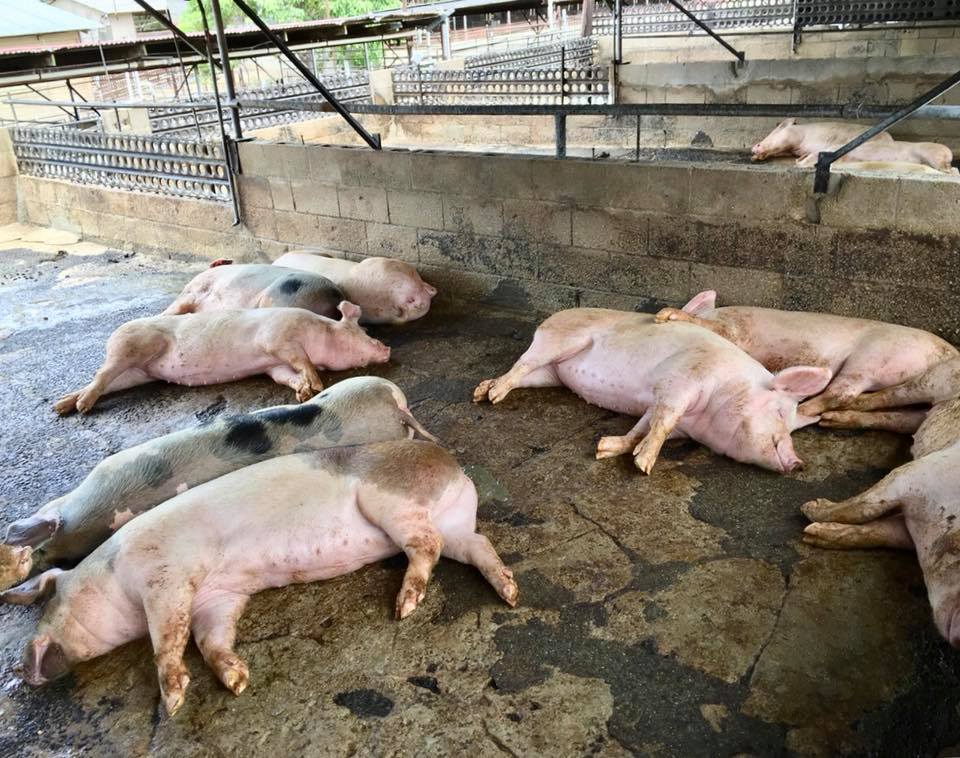 Healthy Pigs in Healthy Environment
