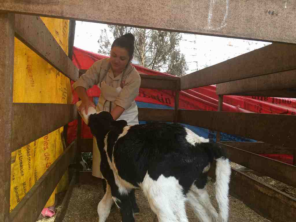 Sustainable Dairy Farm 