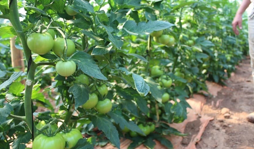 EM agriculture helped an apple orchard recover quickly from flood damage.