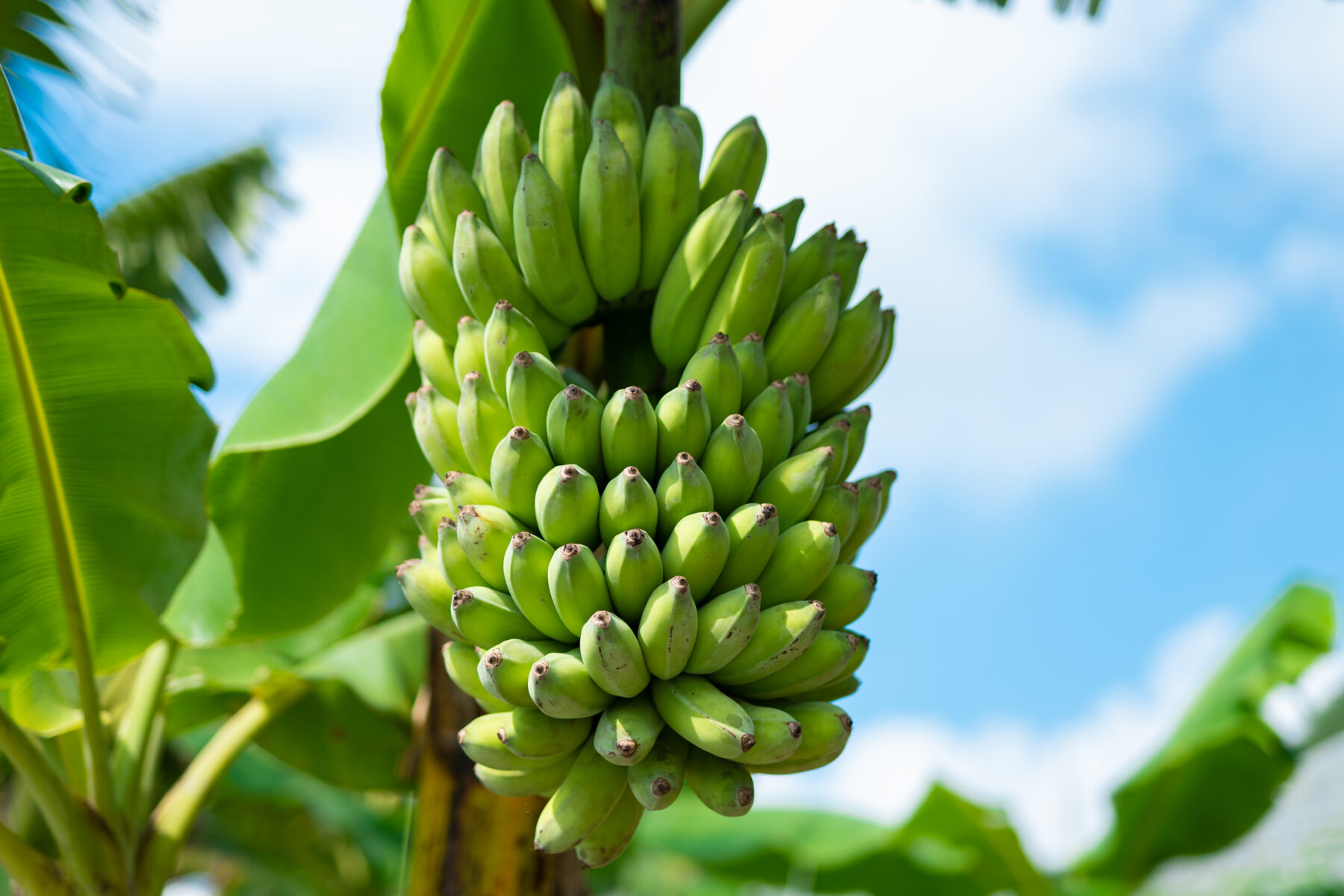 From Healthy Soil to Table: EM Organic Bananas