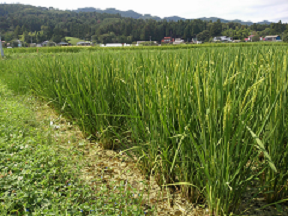 EM Rice Grown with Special Soil