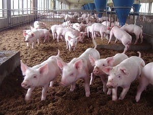 Pigs Farming with Sawdust on the Floor