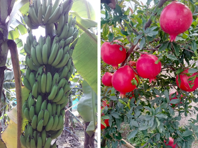 EM Trial: Evaluating Impact on Banana, Tomato, and Pomegranate