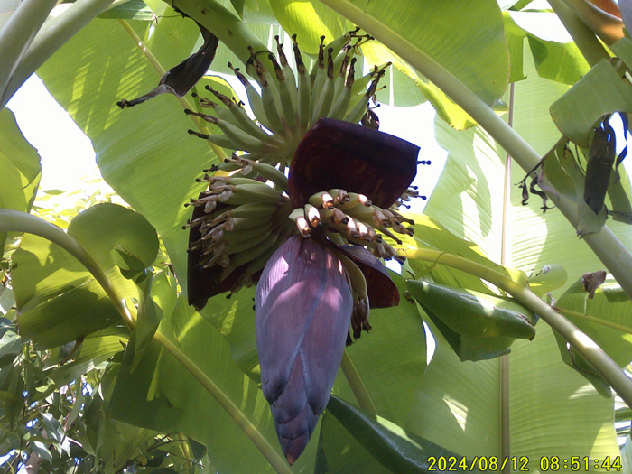 Photo 1: First, the fruit bunches have grown one size larger.