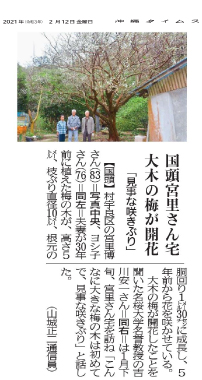 Photo 5: A large Ume (Japanese plum) tree blossoming at the Miyazato’s house
2/5/2021 (provided by Okinawa Times)
