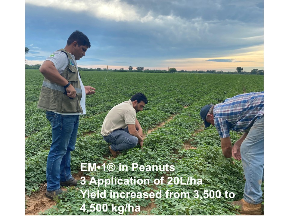 EM・1® was used for peanut cultivation
3 applications: 20L/ha
Yield: Increased from 3,500 kg/ha to 4,500 kg/ha