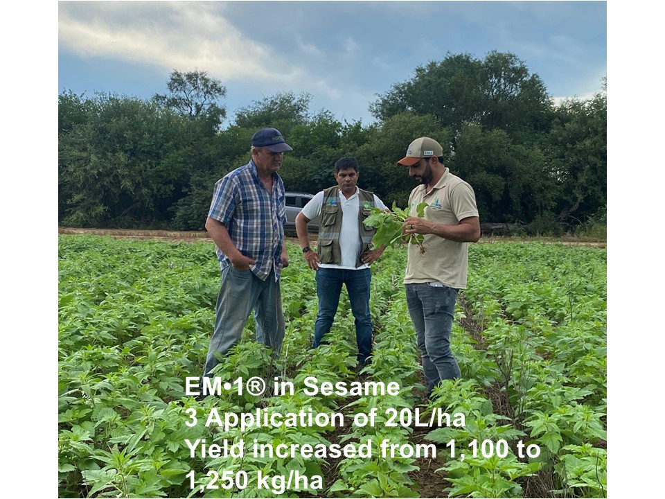 EM・1® was used for sesame cultivation
3 applications: 20L/ha
Yield: Increased from 1,100 kg/ha to 1,250 kg/ha