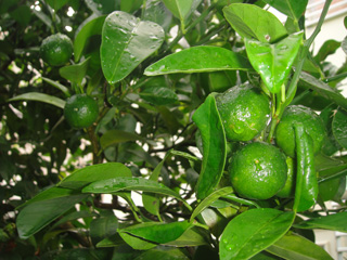 Shiikuwasha, flat lemons (Photo 3)