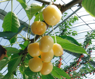 4. Yellow variety of cherries