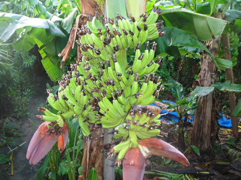 Limit breakthrough bananas using salt fertilizer (small type) 